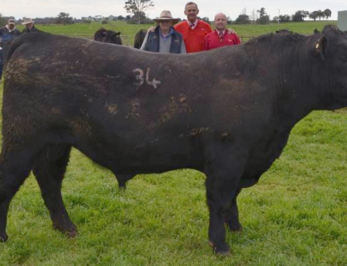 2016 Onslow Angus On Property Bull Sale results