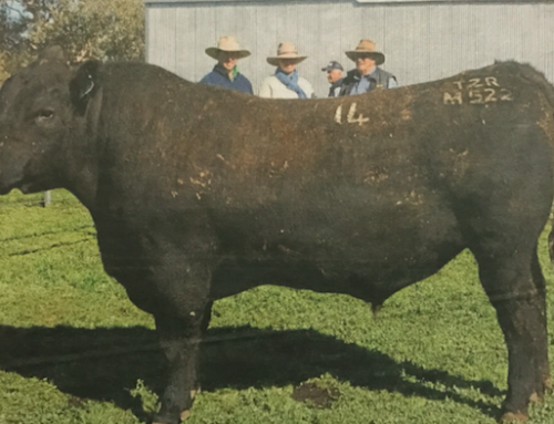 2018 Onslow Bull Sale Report