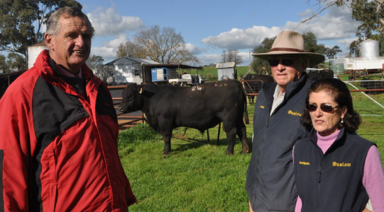 2015 Onslow On Property Bull Sale Results