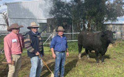 2022 Sale – Onslow Angus bulls sold to repeat buyers with some new clients