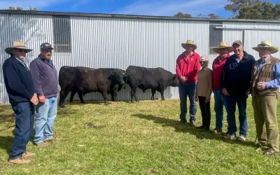 Onslow Angus 2024 Sale
